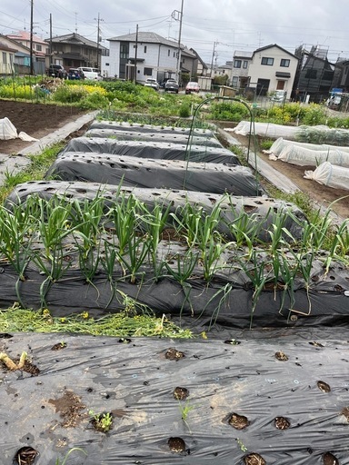 菌ちゃん農法貸農園10坪5000円/年 残り2区画