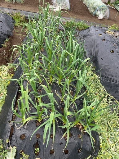 菌ちゃん農法貸農園10坪5000円/年 残り2区画