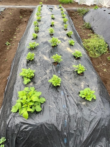 菌ちゃん農法貸農園10坪5000円/年 残り2区画