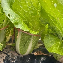 絹さや、レタス、白菜はいかがですか？の画像