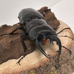 【成虫オス単品】インターメディアツヤクワガタ　オス♂85mmオーバー ①
の画像