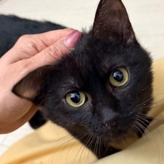 ちょーっと毛長めなクロちゃんめっちゃ甘えん坊
