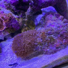 ライブロック　サンゴ付きの画像