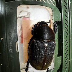 ゴールデンウィーク価格、カブトムシ、ヘラクレスオオカブトペアの画像