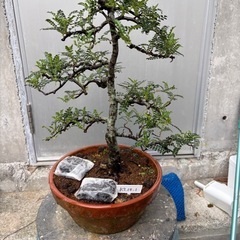 盆栽　天梅の画像