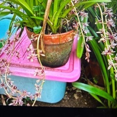 蘭❓　垂れ下がるお花が楽しめる蘭になりますの画像