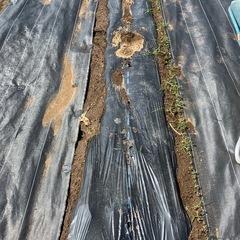 防草シートとシートピンの画像