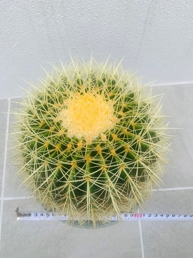 金鯱サボテン　大株　　_2