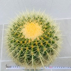 金鯱サボテン　大株　　の画像