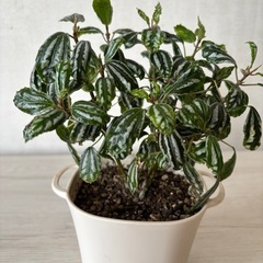 観葉植物　　③の画像