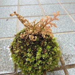 手作り苔玉(２つセット)の画像