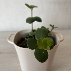 観葉植物　　⑦
の画像