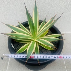 アガベ　スノーグロー　大株の画像