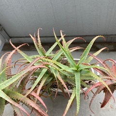 【大型】アロエ鉢植え（観葉植物）育てやすい・存在感ありの画像