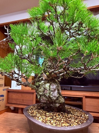樹齢８０年黒松。