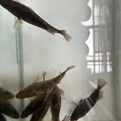 日本淡水魚　岡山県産オヤニラミの画像