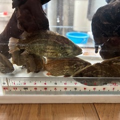 日本淡水魚　岡山県産オヤニラミの画像