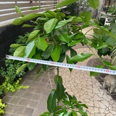 ※お取引き中※◆レモン•れもん•檸檬◆苗木•植物•果樹•柑橘類•ガーデニングの画像