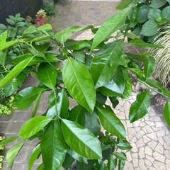 ※お取引き中※◆レモン•れもん•檸檬◆苗木•植物•果樹•柑橘類•ガーデニングの画像