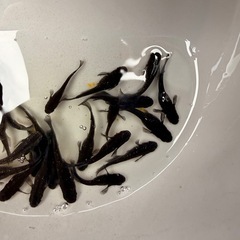 ブラックダイヤメダカの画像