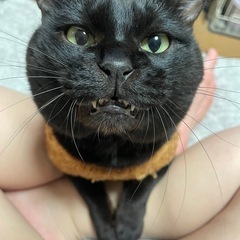 黒猫のオスかなりの甘えん坊