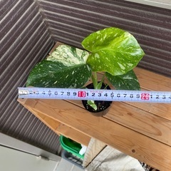 モンステラ　タイコン　斑入りの画像