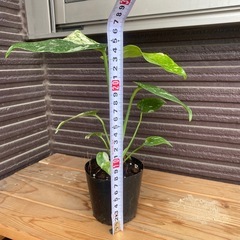 モンステラ　タイコン　斑入りの画像