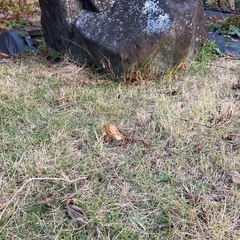 庭石の画像