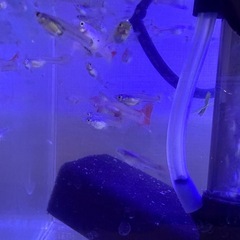 受け渡しが決まりました。グッピー稚魚　　 30匹の画像