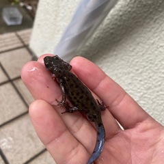 アカハライモリの画像