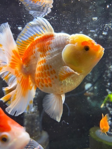 金魚　鹿子柄　　　