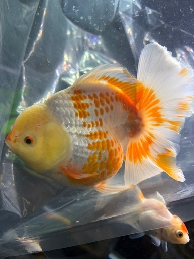金魚　鹿子柄　　　