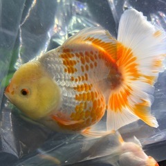 金魚　鹿子柄　　　の画像