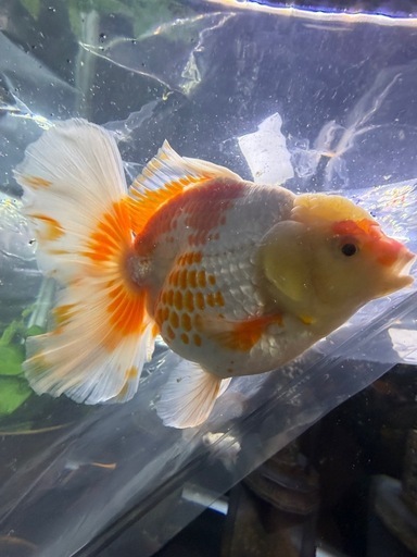 金魚　鹿子柄　　　