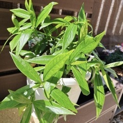 🌸🌸🌸沈丁花 3鉢の画像