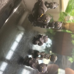 ミニチュア猫の画像