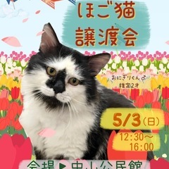 🇯🇵GW🎌ふれあい🧡🐈保護猫譲渡会🐈‍⬛中山公民館