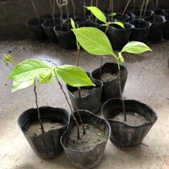 ポポー実生苗木　二年生苗木　色々います一つ￥１００円！の画像