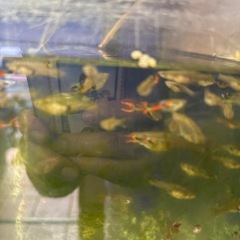 熱帯魚グッピーの画像