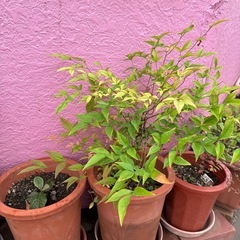 植物　南天の木の画像