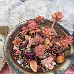 植物　多肉植物の画像