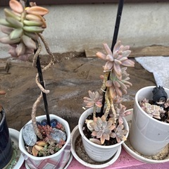 植物　多肉植物の画像