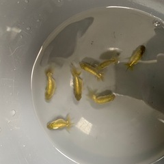 らんちゅう：金魚の画像