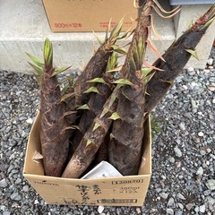 細長いたけのこ、小さいたけのこの画像