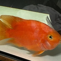 熱帯魚 パロットシクリッド　の画像