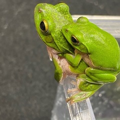 シュレーゲルアオガエル 2ペア その② カエルの画像