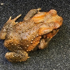 ニホンヒキガエル 1匹 その⑤ ヒキガエルの画像