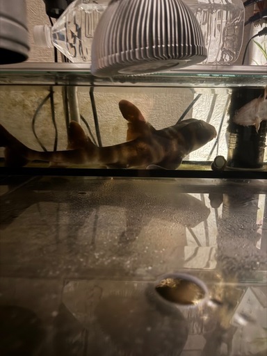 海水魚ネコサメ