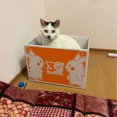 保護猫　人が大好きな甘えん坊の女の子
