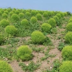 コキアの種子の画像
